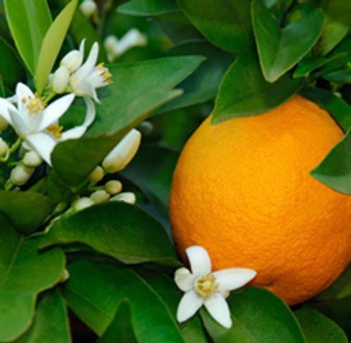Aroma: Neroli for emotional healing